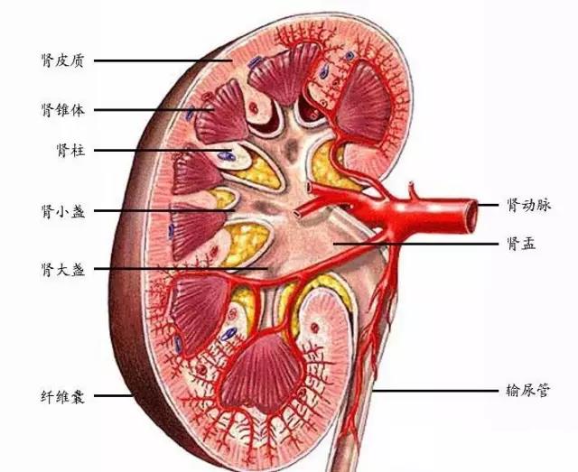 【净水头条】再这么喝水，你的肾就毁了？